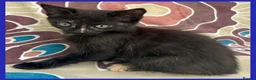 Mixed Breed cats for sale: Beautiful Kittens for sale. - Advert 21