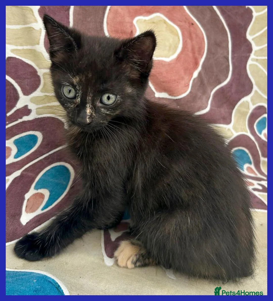 Mixed Breed cats for sale: Beautiful Kittens for sale. - Advert 21