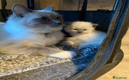 Ragdoll cats for sale: Ragdoll kittens  - Image 6