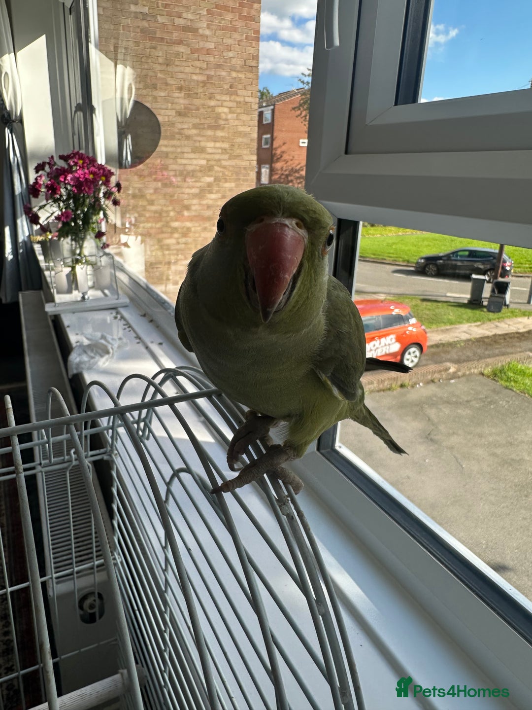 Patridge poultry for sale: Indian ring neck - Image 1