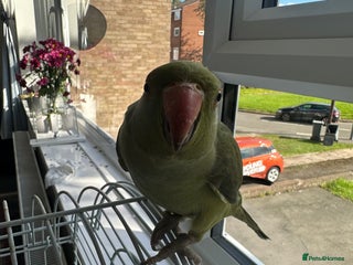 Patridge poultry - Advert 2