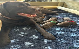 Labrador Retriever dogs for sale: Show Labrador puppies, parents fully health tested - Image 1