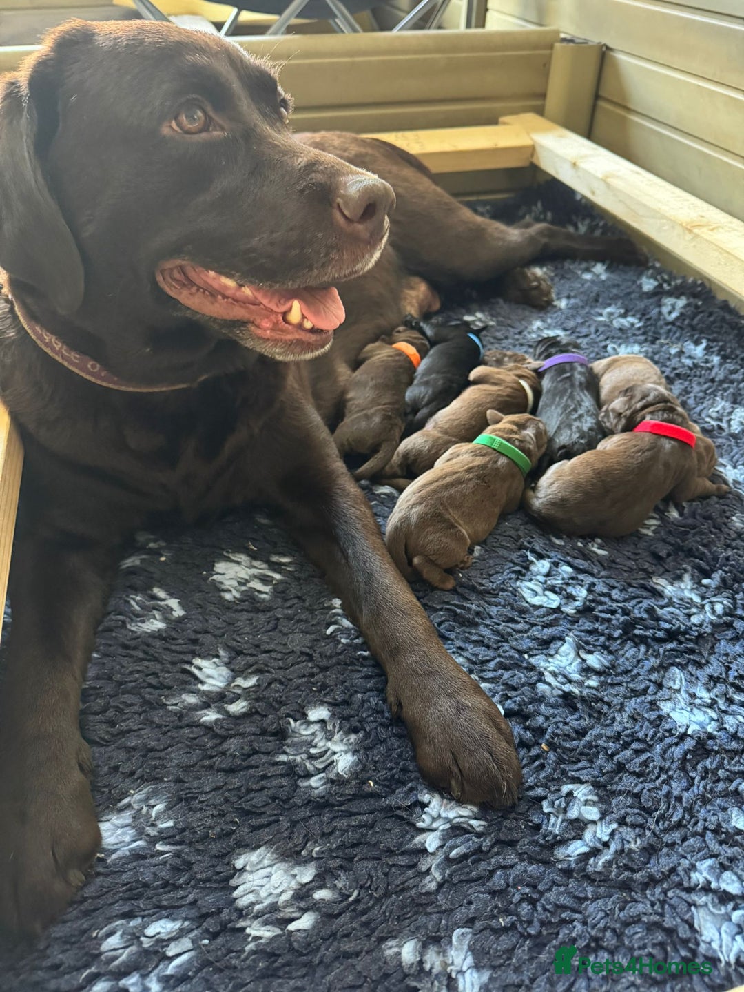 Labrador Retriever dogs for sale: Show Labrador puppies, parents fully health tested - Image 1