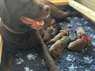 Labrador Retriever dogs - Advert 33