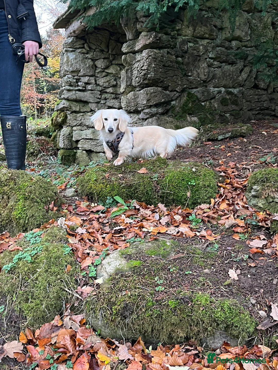 Miniature Dachshund dogs for stud: Outstanding i/i cream long coat miniature Dachsund - Advert 18