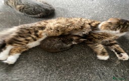 Domestic Shorthair cats for sale: Beautiful kitten healthy & playful - Image 4
