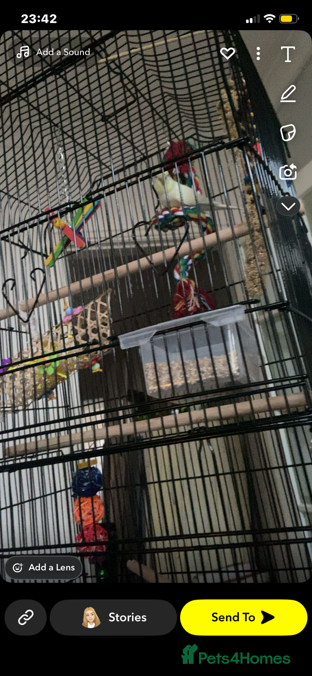 Budgerigars birds for sale: BUDGIE FREE TO A GOOD HOME  - Advert 3
