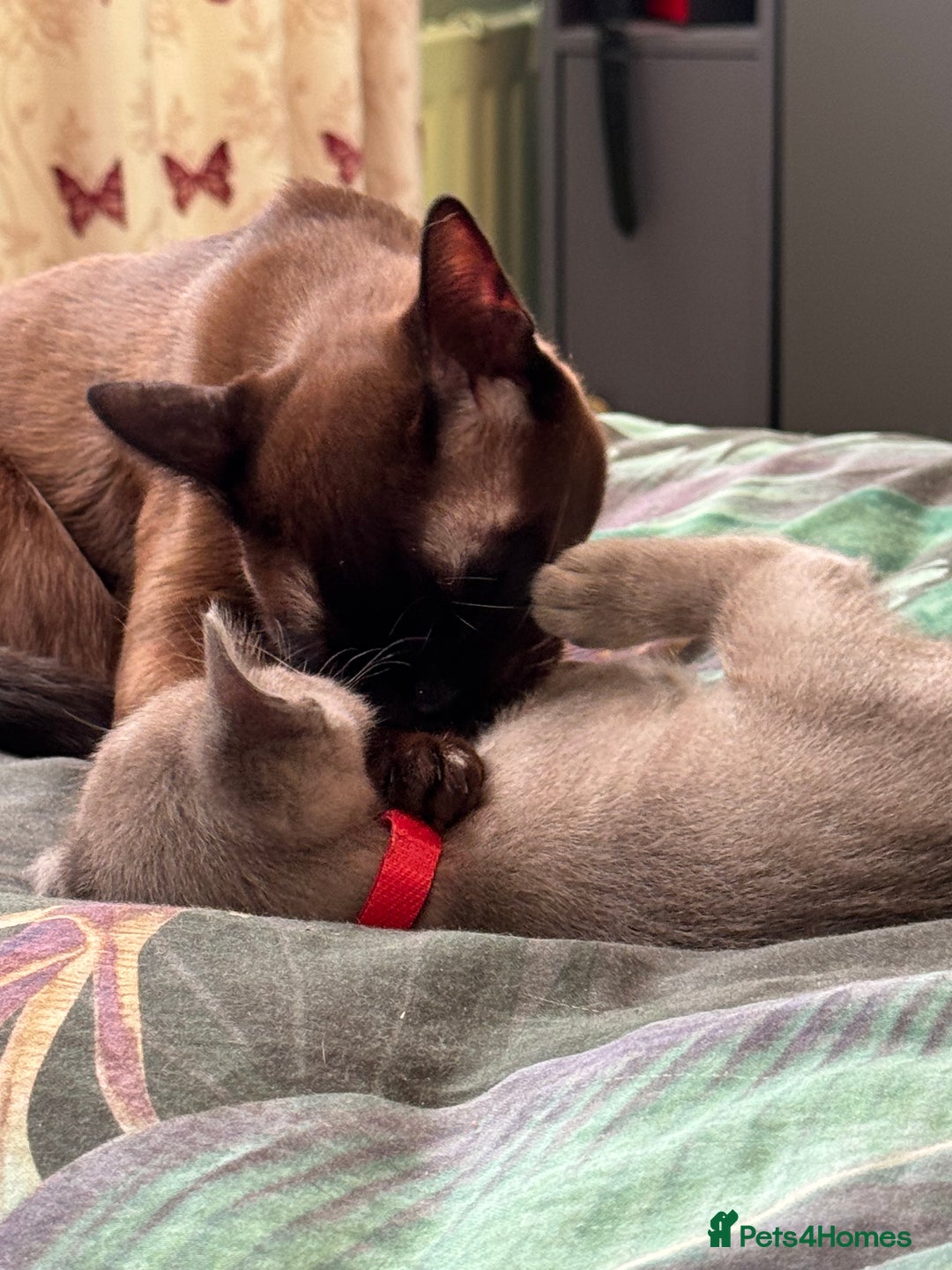 Burmese cats for sale: Burmese Kittens For Sale - Advert 6