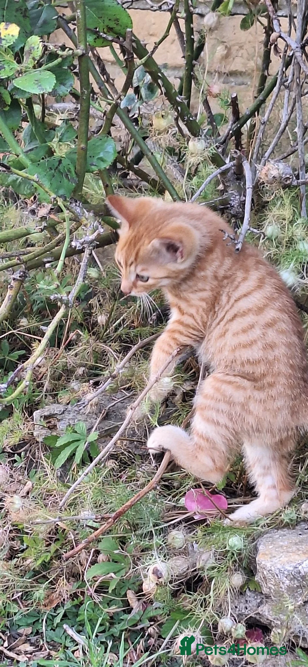 Mixed Breed cats for sale: Ginger kittens - Advert 2