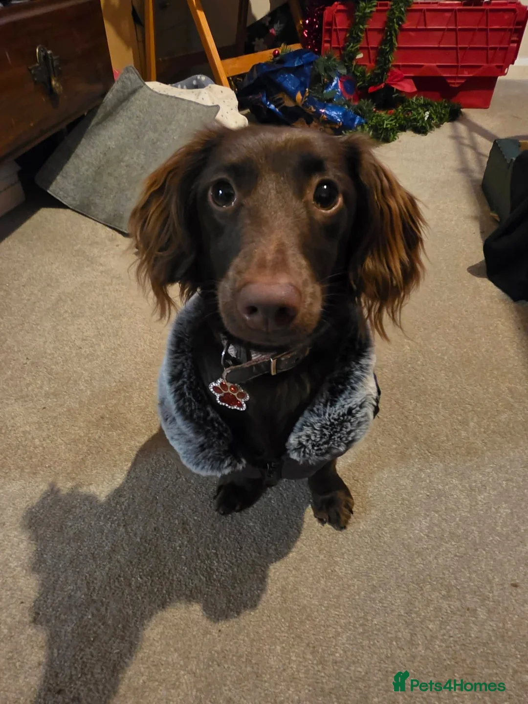 Mixed Breed dogs for sale: Unfortunately selling my ruby  - Advert 2