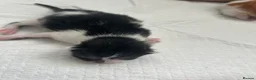 Domestic Shorthair cats for sale: Adorable domestic shorthair kittens  - Advert 14