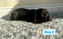 Cocker Spaniel dogs for sale: KC Reg Health Tested Working Cocker Spaniels - Image 19