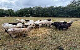 Sheep livestock for sale: Registered Valais Ewe’s  - Image 1