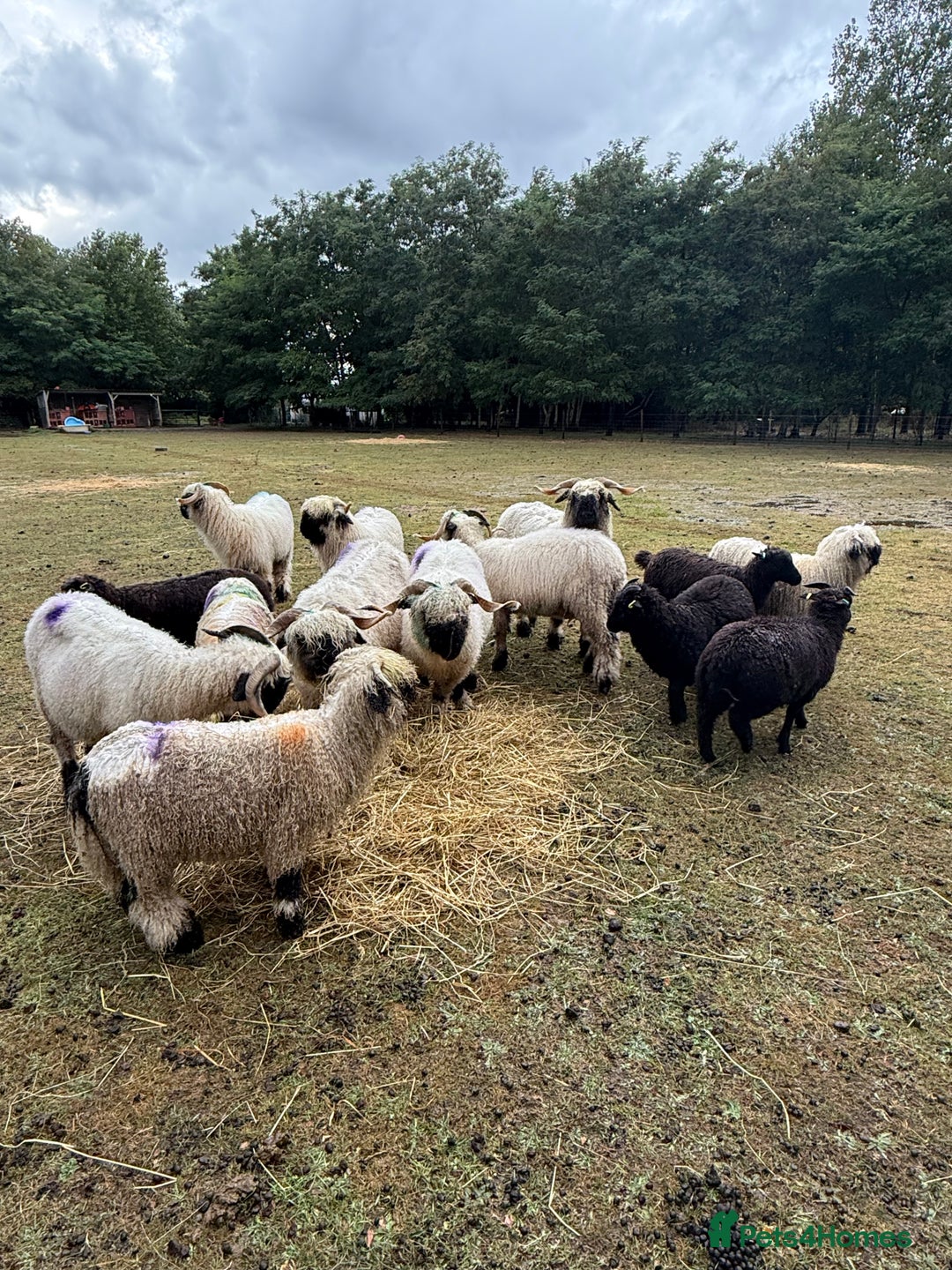 Sheep livestock for sale: Registered Valais Ewe’s  - Image 1