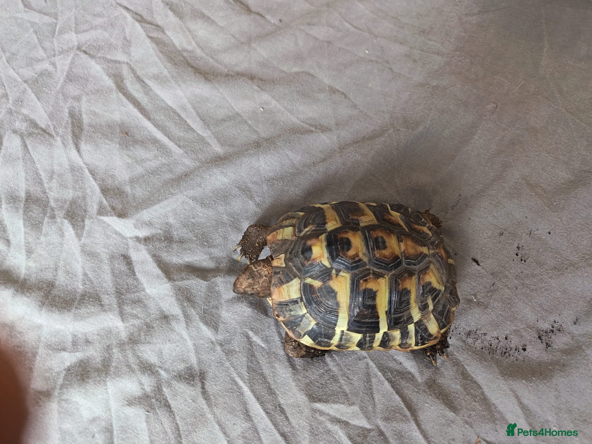 Tortoise reptiles 18 month old Herman's Tortoise with enclosure - Advert 6