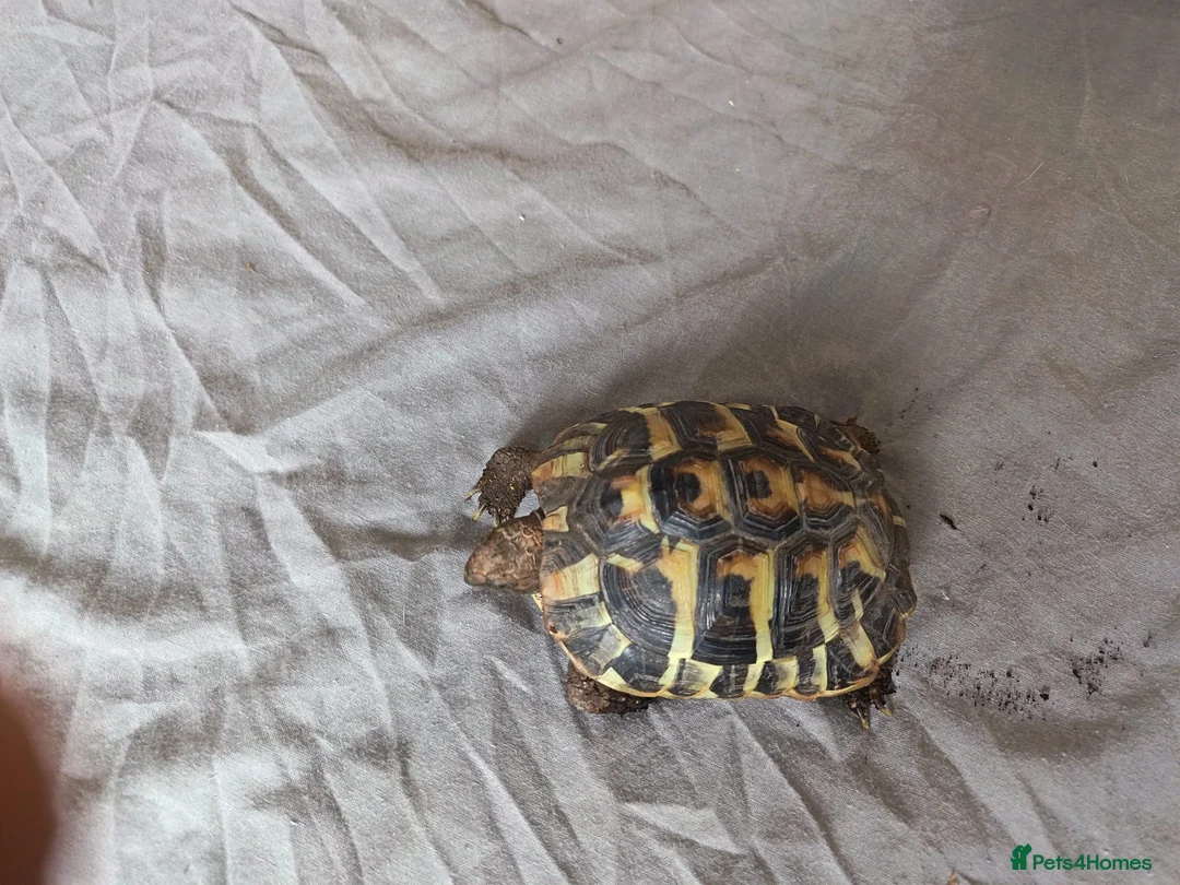 Tortoise reptiles for sale: 18 month old Herman's Tortoise with enclosure - Advert 1