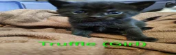 Mixed Breed cats for sale: Kittens for sale! - Advert 1