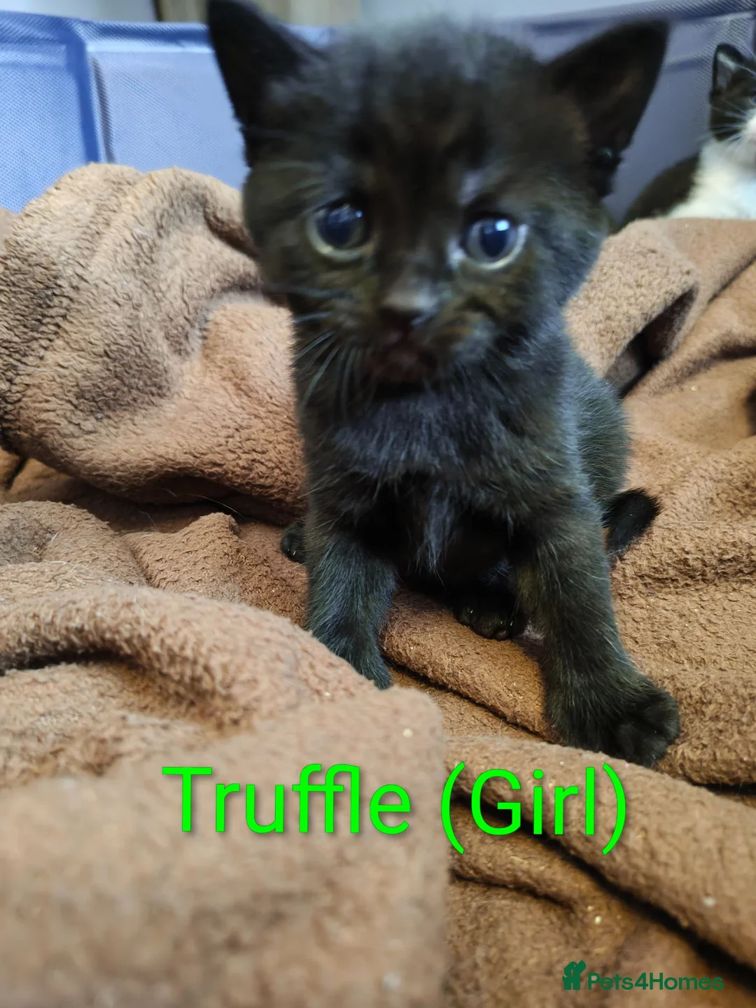 Mixed Breed cats for sale: Kittens for sale! - Advert 1