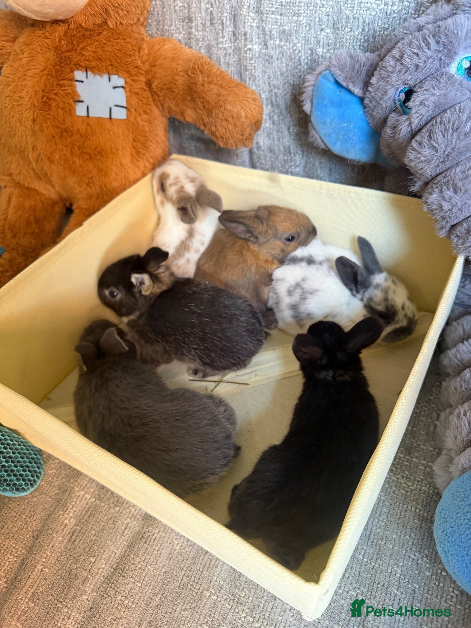 Mixed Breed rabbits ✨🐇Cute Mixed Breed Baby Bunnies Available😍🐇 - Advert 2