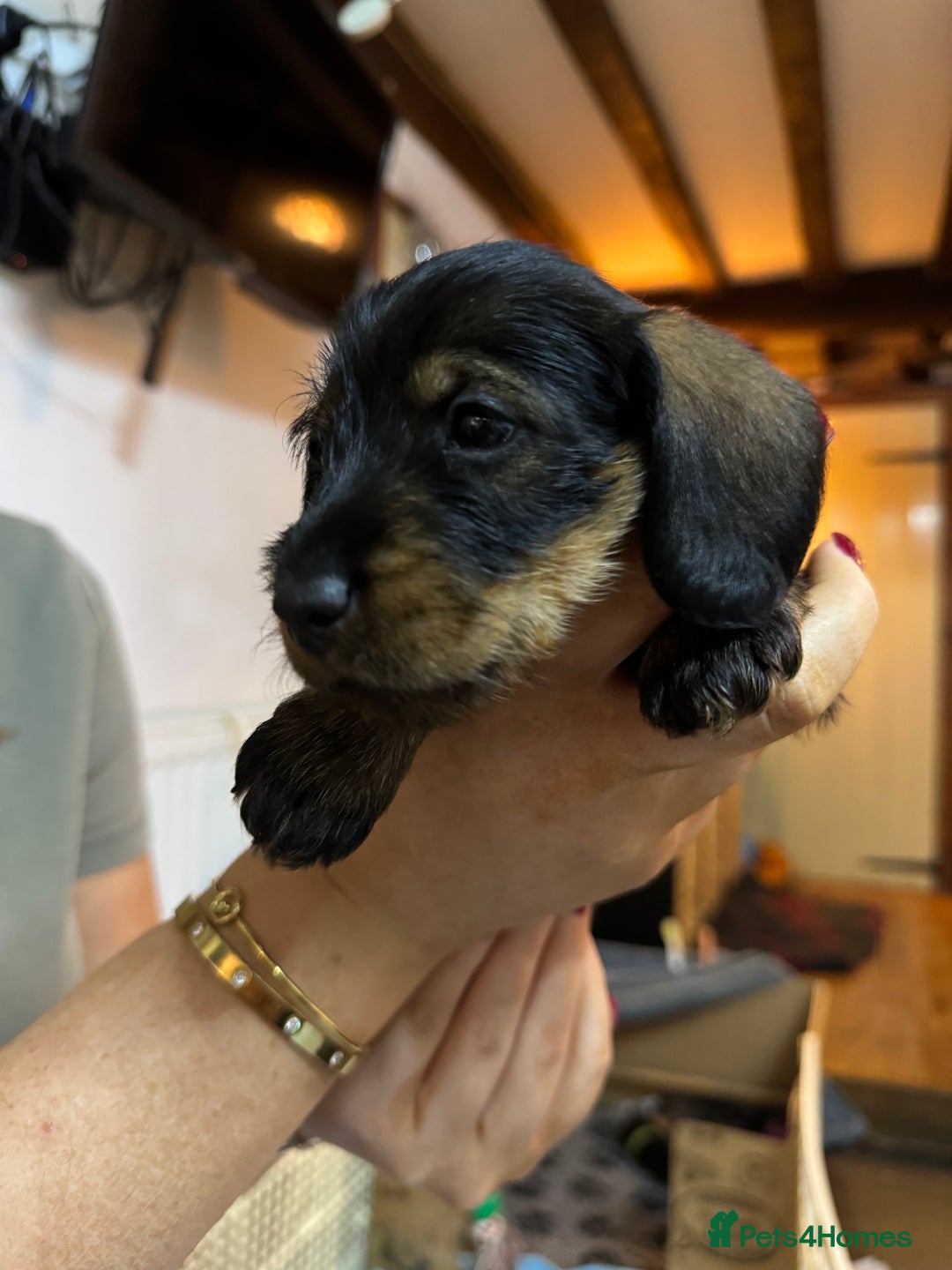 Miniature Dachshund dogs for sale: Adorable Miniature Wired haired Dachshund puppies - Advert 3