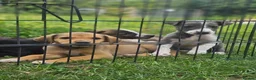 Lurcher dogs for sale: Stunning Kelpie lurchers  - Advert 1