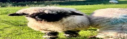 Sheep livestock for sale: Swiss Bred Valais Blacknose ewe Lamb - Advert 3