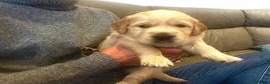 Golden Retriever 1