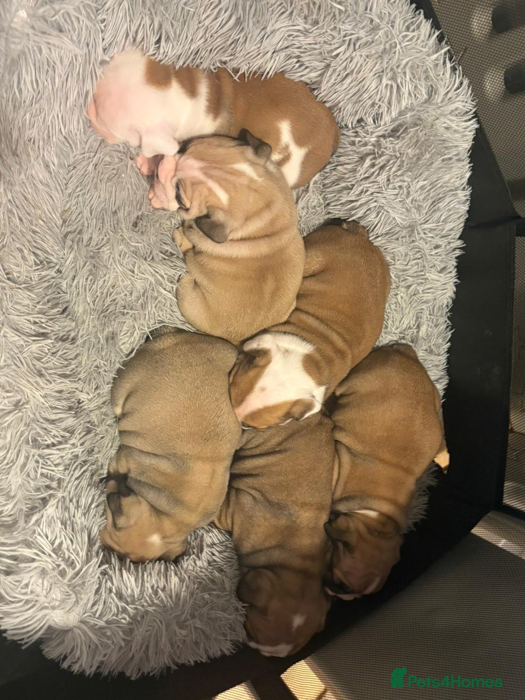English Bulldog dogs for sale: Kc stunning English bulldog puppies - Advert 4
