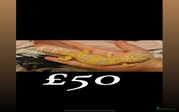 Leopard Gecko reptiles for sale: 3 female geckos in Aberdare - Image 2