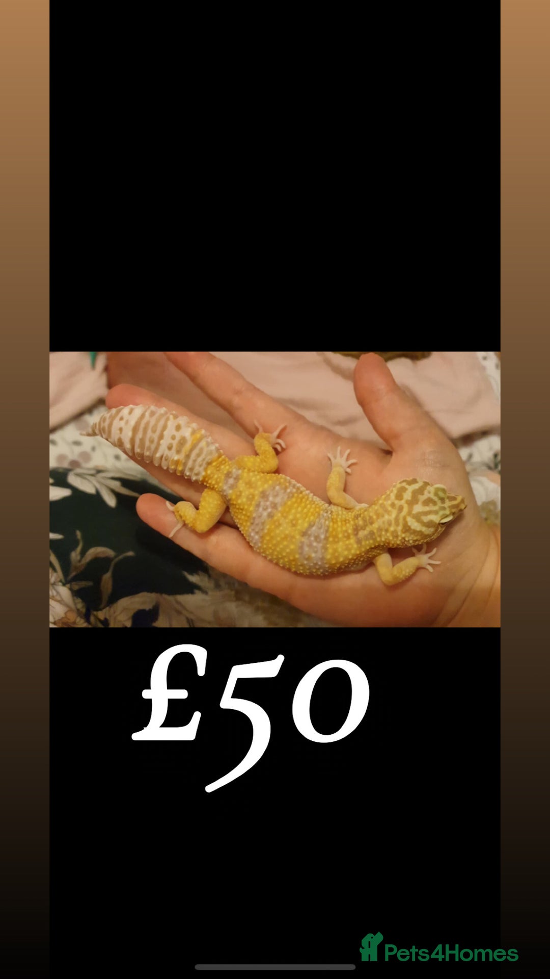 Leopard Gecko reptiles for sale: 3 female geckos in Aberdare - Image 2