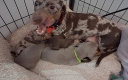 Miniature Dachshund dogs for sale: Miniture dachhund - Advert 1