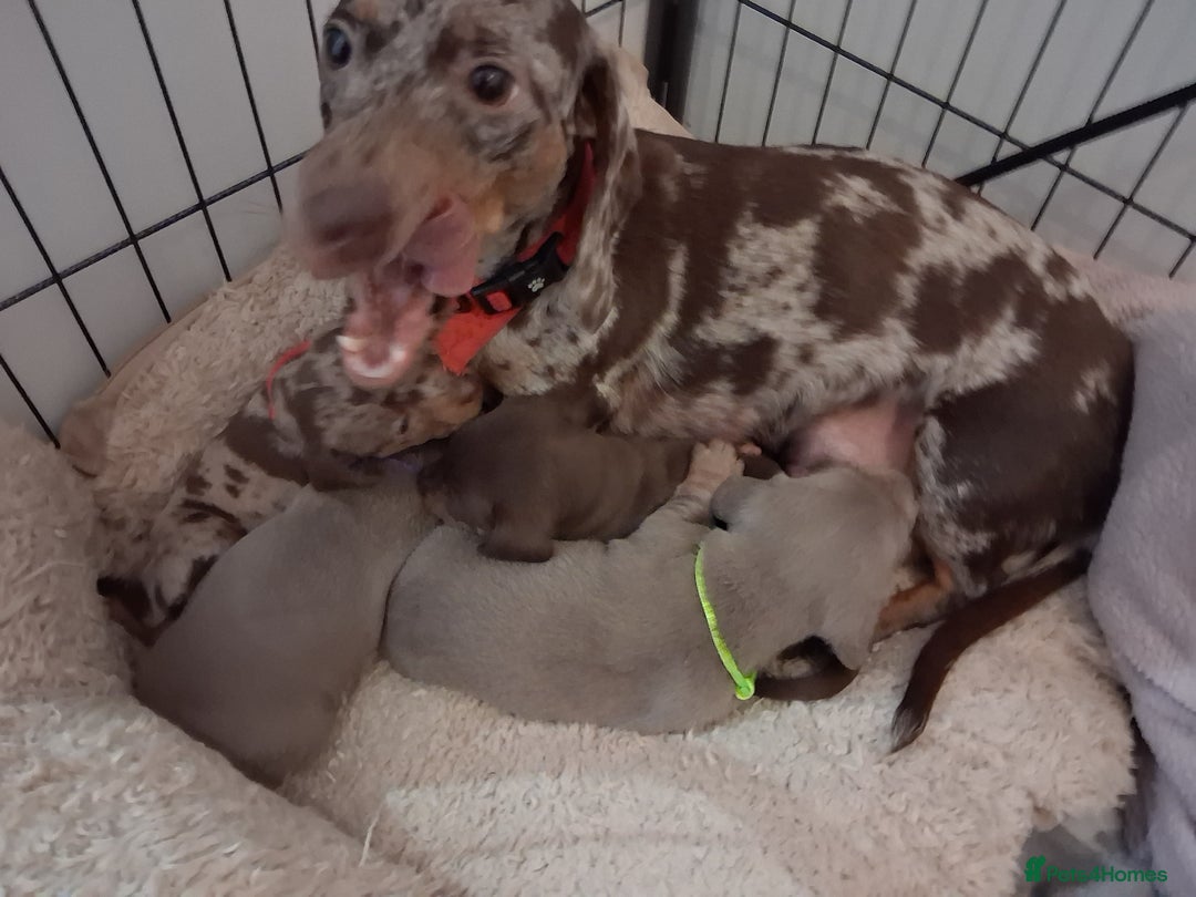 Miniature Dachshund dogs for sale: Miniture dachhund - Advert 1