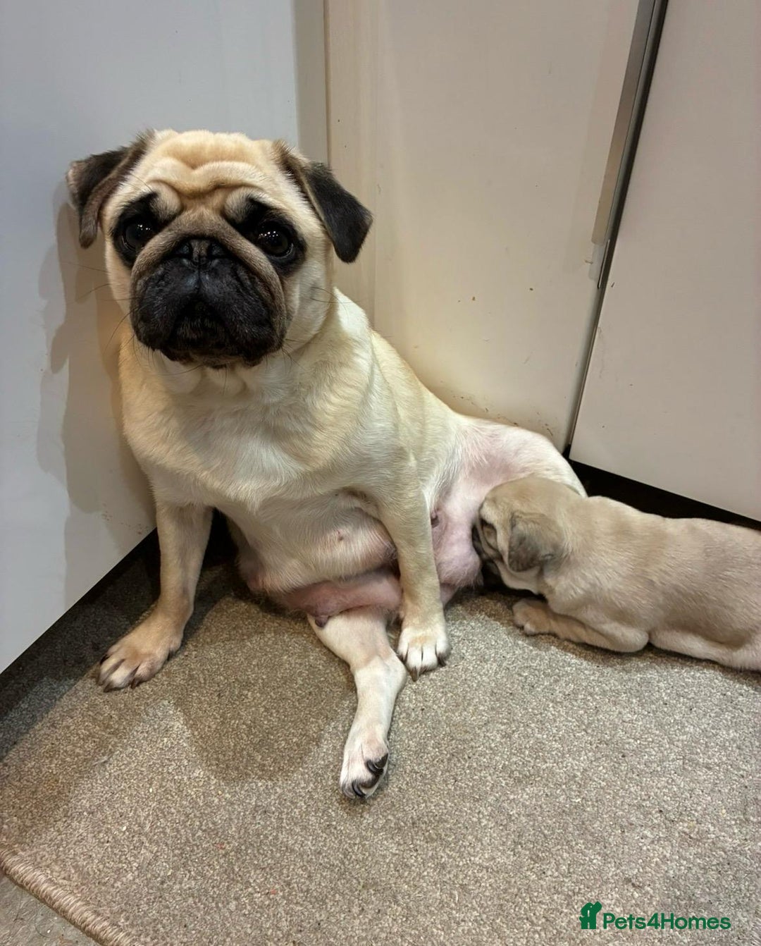 Pug dogs for sale: Stunning Pug Puppies - Advert 1