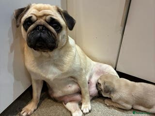 Pug dogs Stunning Pug Puppies - Advert 1