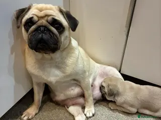 Pug dogs Stunning Pug Puppies - Advert 13