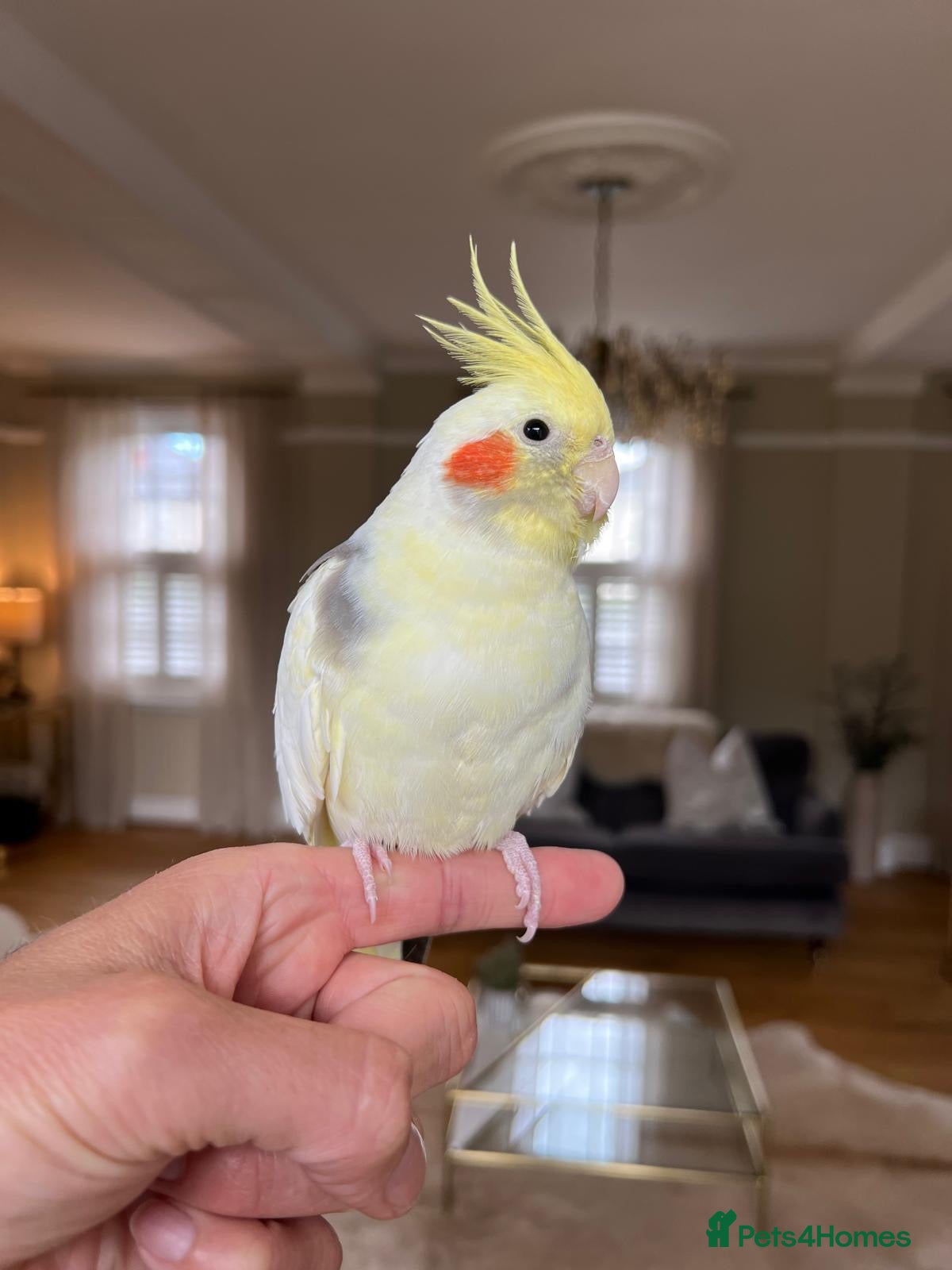 Cockatiels birds Trio of Bonded Cockatiels + Full Setup - Advert 3