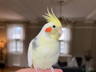 Cockatiels birds Trio of Bonded Cockatiels + Full Setup - Advert 3