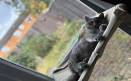Scottish Fold cats for sale: Scottish fold - Image 9