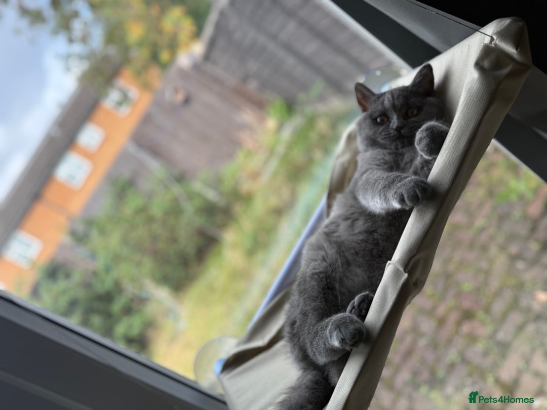 Scottish Fold cats for sale: Scottish fold - Image 9