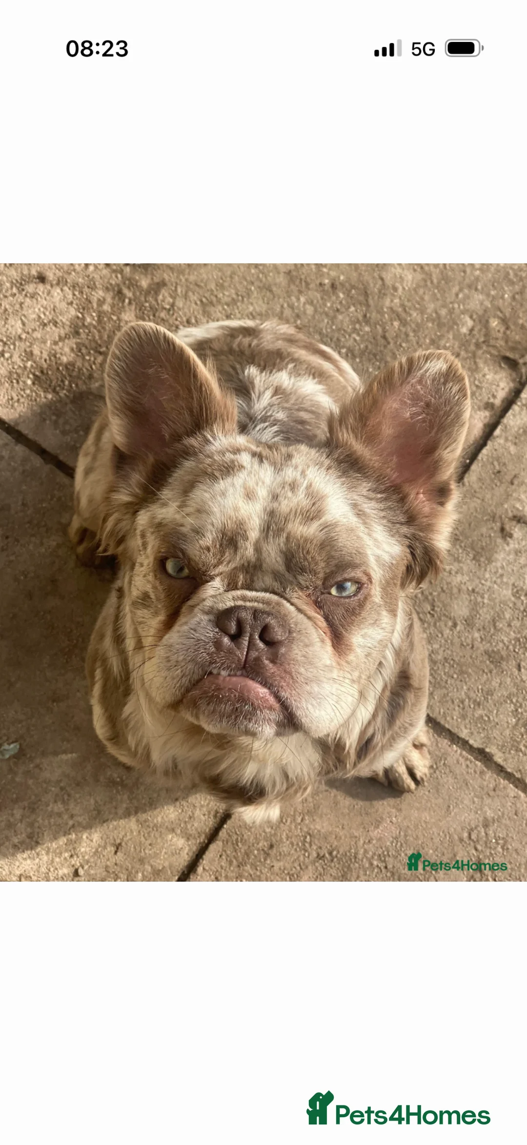 French Bulldog dogs for sale: Nearly 3yr old male fluffy Frenchie - rehoming - Advert 4