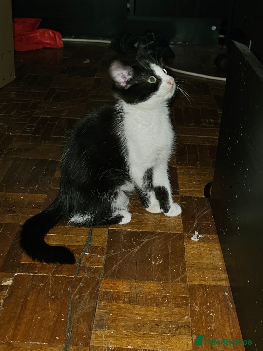Mixed Breed cats for sale: Chocolate chip and Oreo in Enfield - Image 4