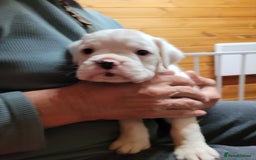 Boxer dogs for sale: KC Registered Boxer Puppies - Image 21