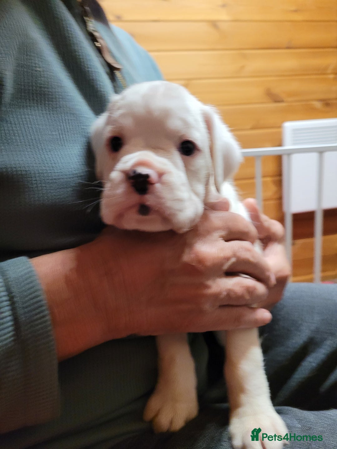 Boxer dogs for sale: KC Registered Boxer Puppies - Image 21