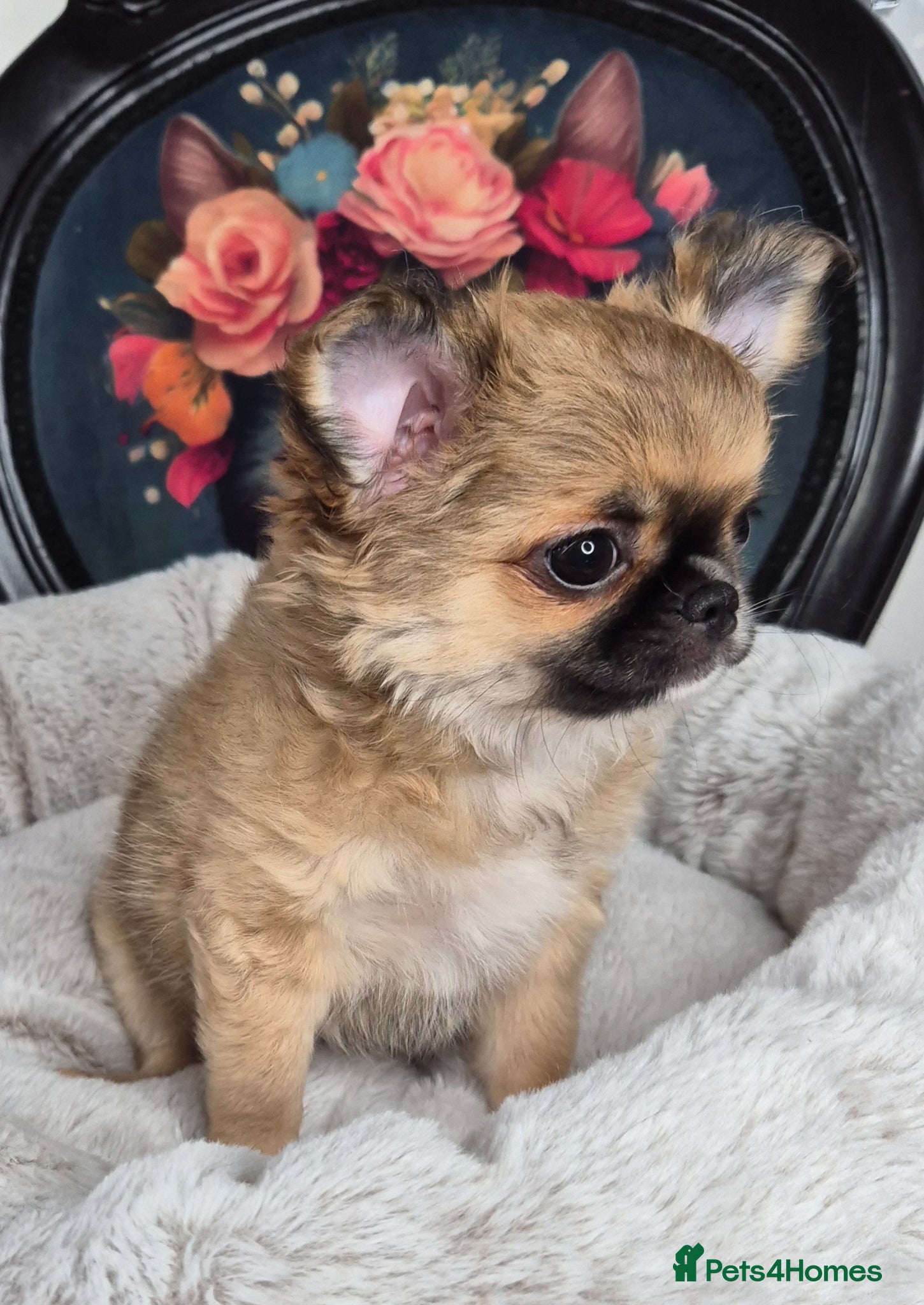 Chihuahua dogs ⚜️KC registered tiny Chihuahua puppies  - Advert 7