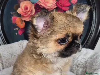 Chihuahua dogs ⚜️KC registered tiny Chihuahua puppies - Advert 7