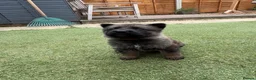 German Shepherd dogs for sale: KC registered German shepherd puppies  - Advert 6