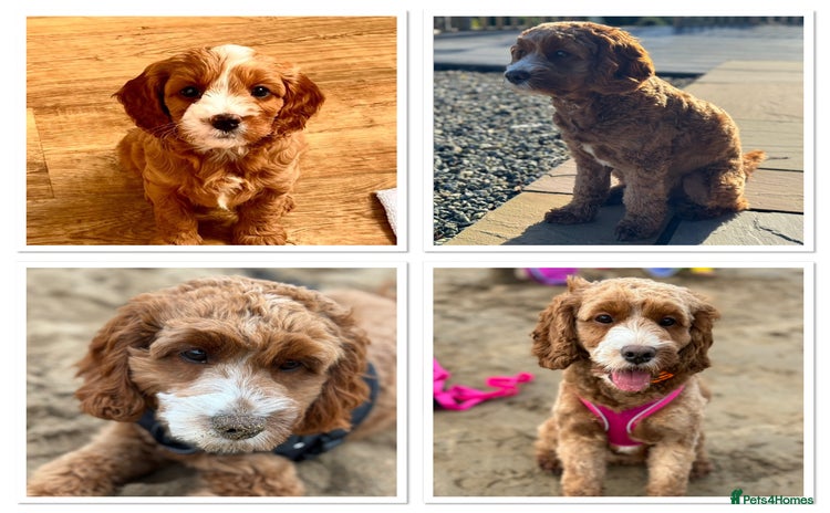 Cavapoo dogs - Advert 3