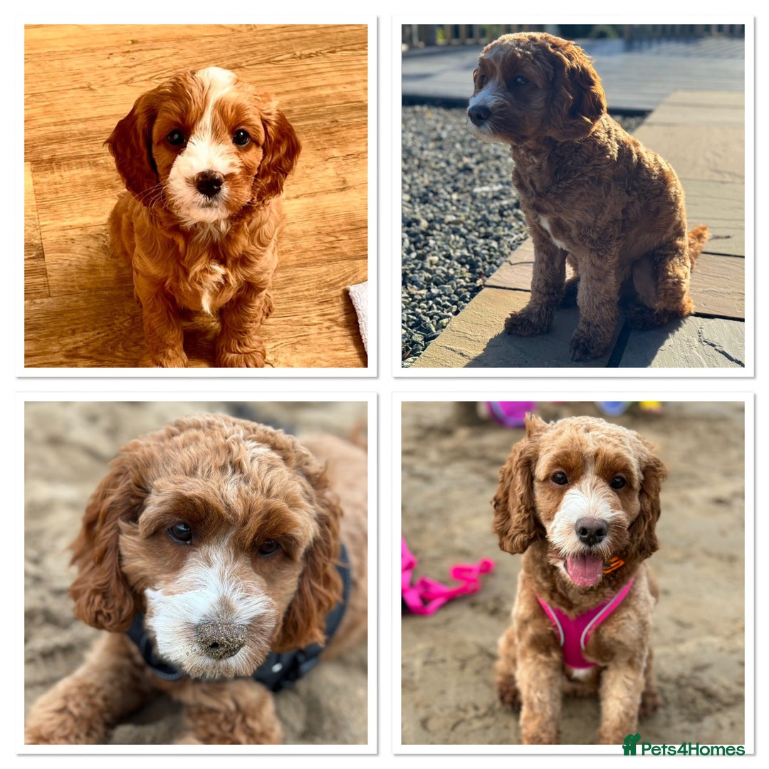 Cavapoo dogs for sale: Expecting a litter-health tested F1b Cavapoo pups - Image 1