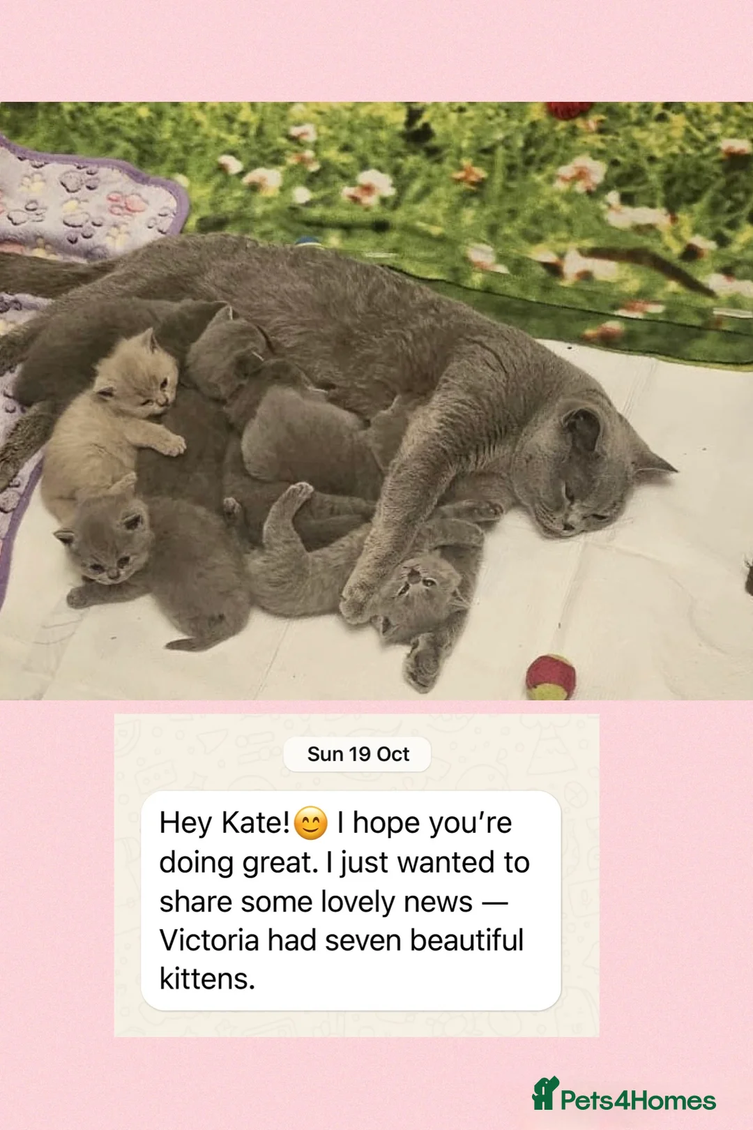 British Shorthair cats for stud: ⭐️ Two Imported Powerhouse Studs ⭐️ in London - Advert 10