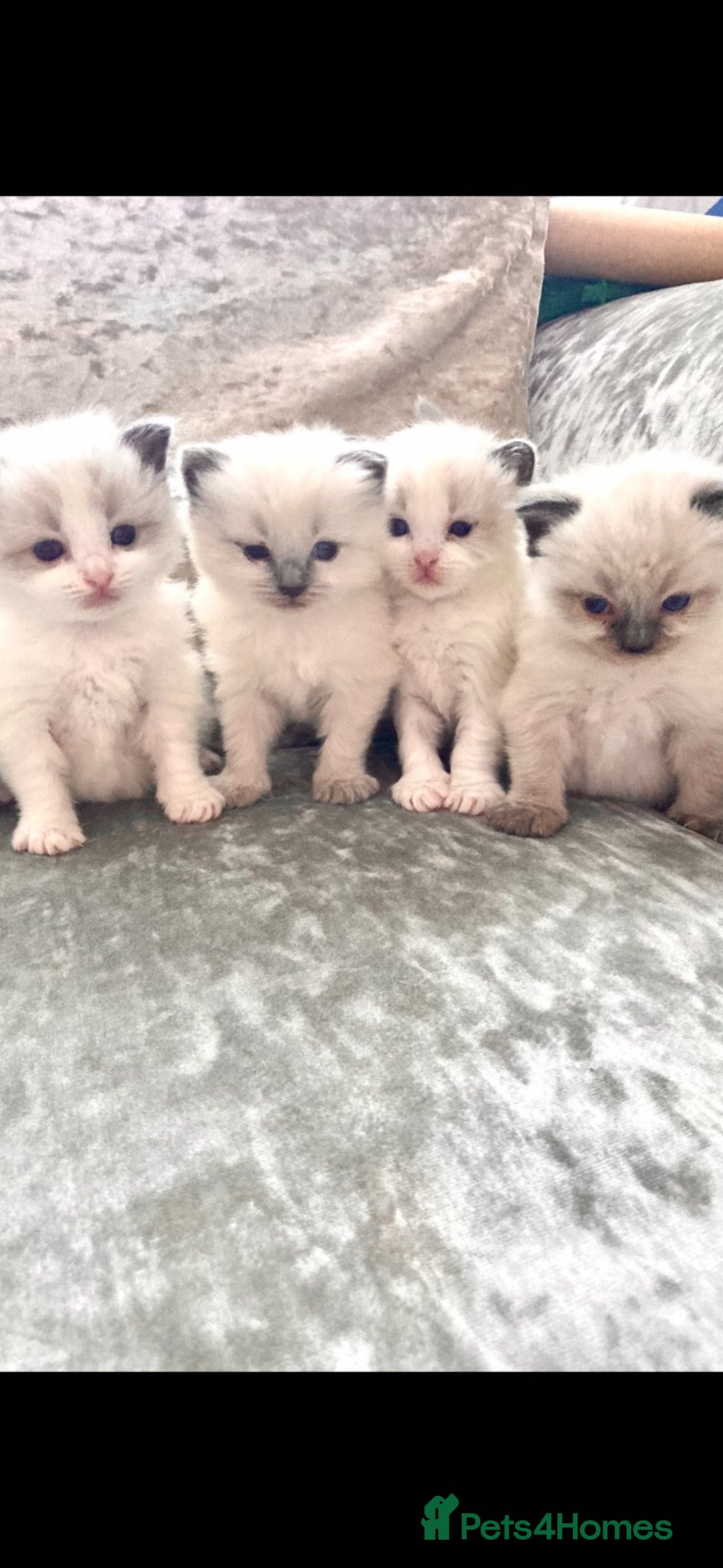 Ragdoll cats Waiting list now open !!!!! - Advert 1